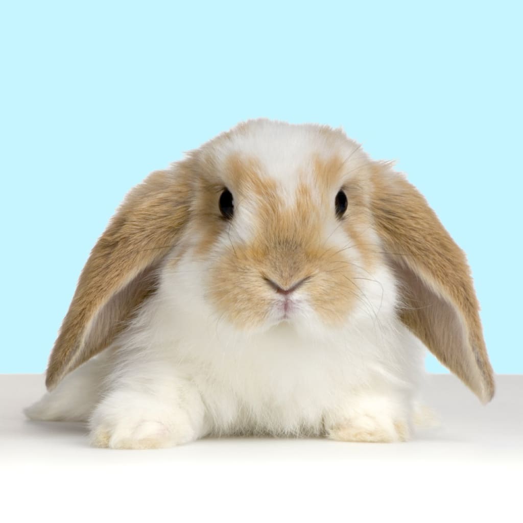 Paw Pass – Bunny Yoga Montréal